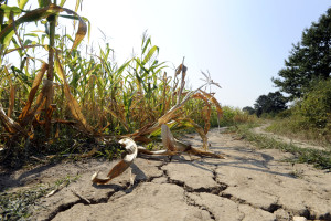 Drought at corn field